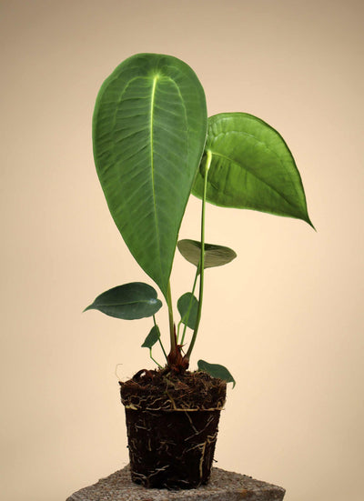 Anthurium peltigerum