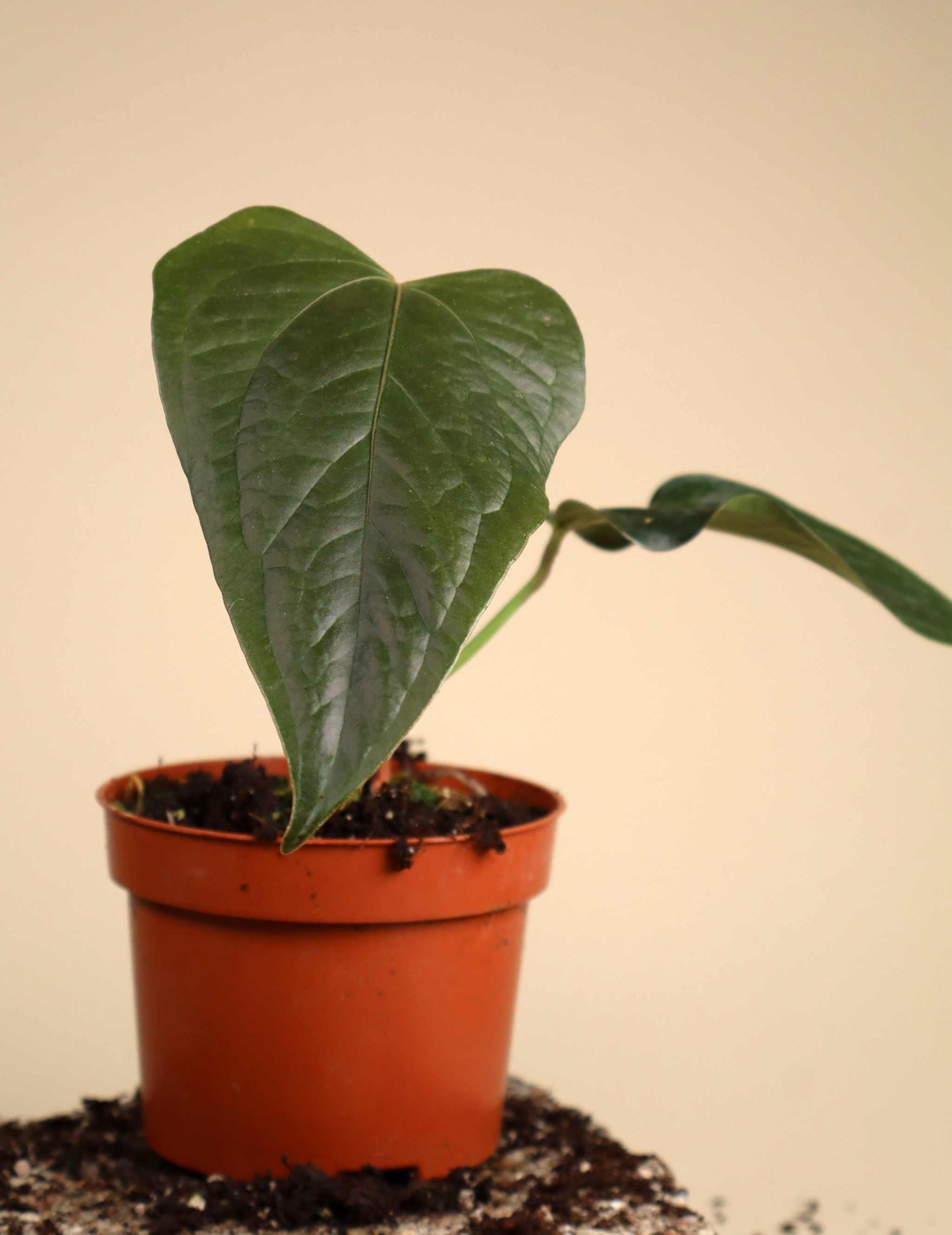 Anthurium 'Queen Of Hearts'
