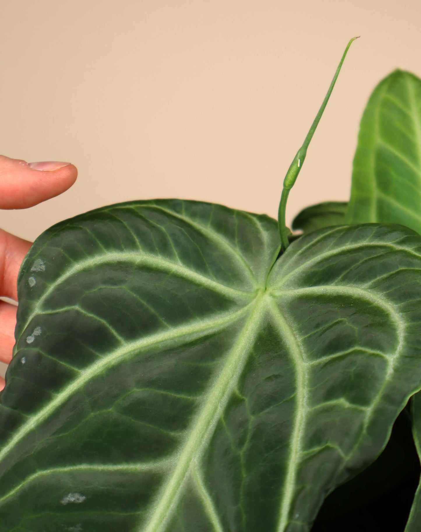 Anthurium villenaorum