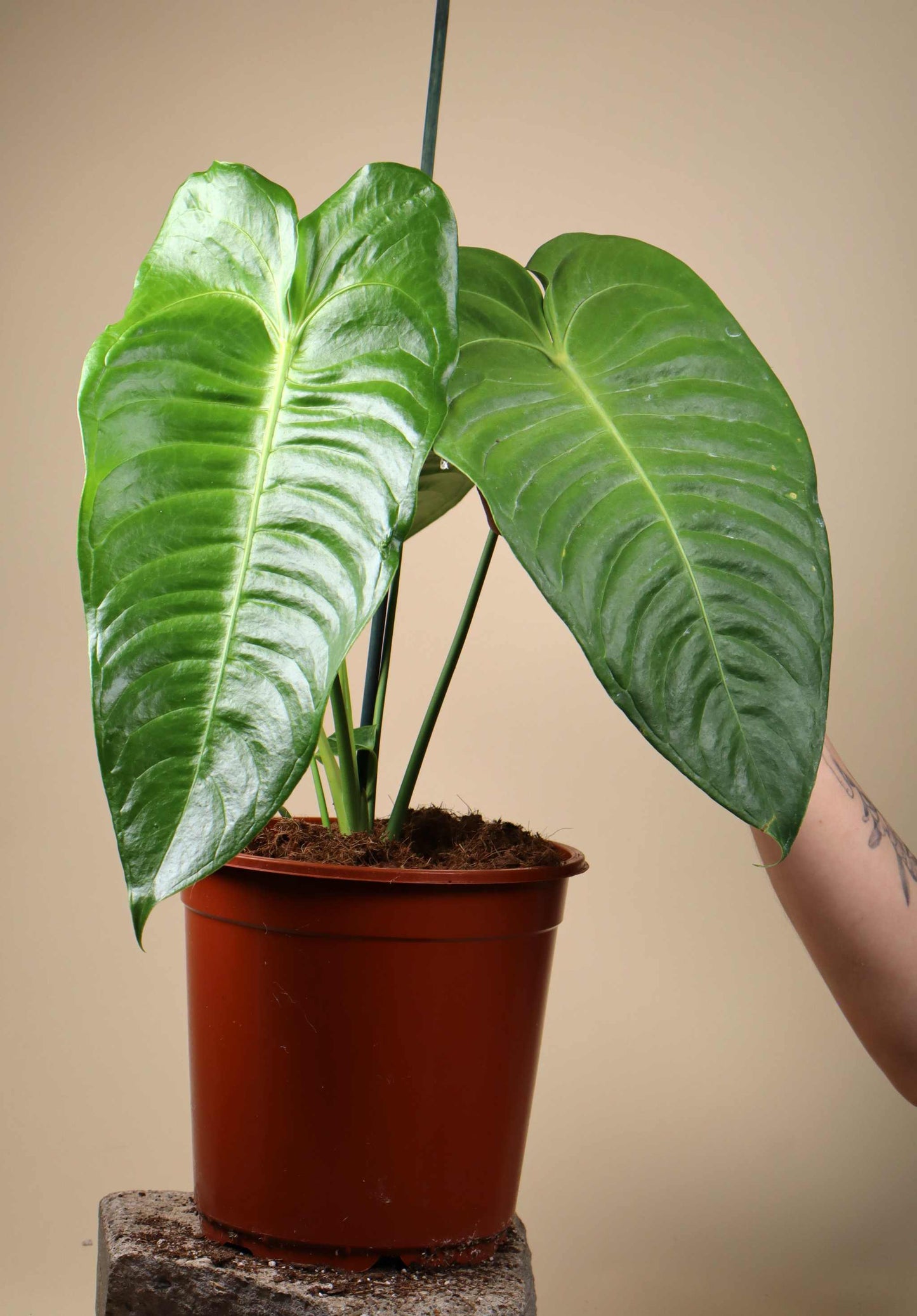 Anthurium veitchii