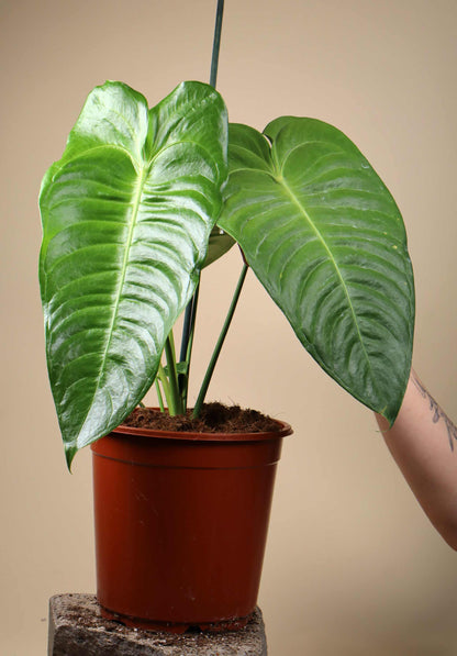 Anthurium veitchii