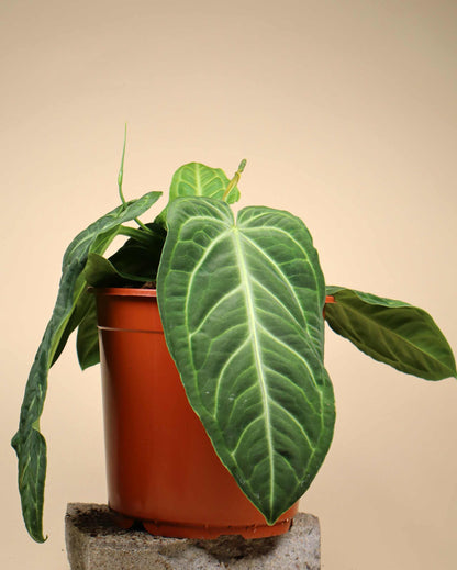 Anthurium villenaorum