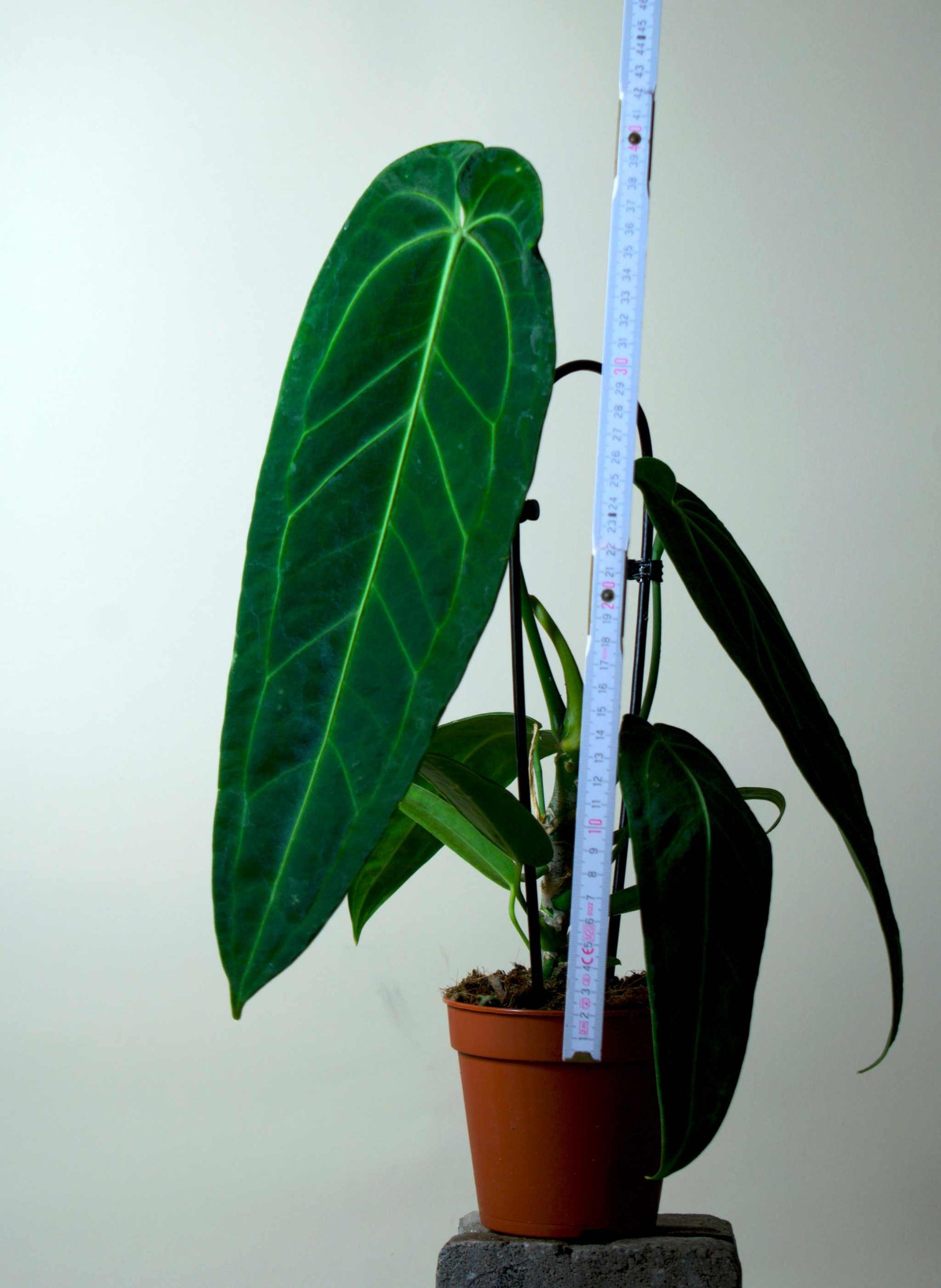 Anthurium warocqueanum
