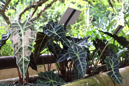 Alocasia 'Polly'