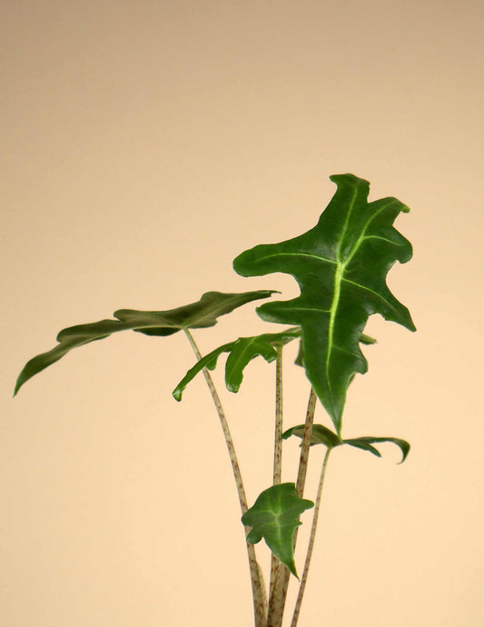 Alocasia portei
