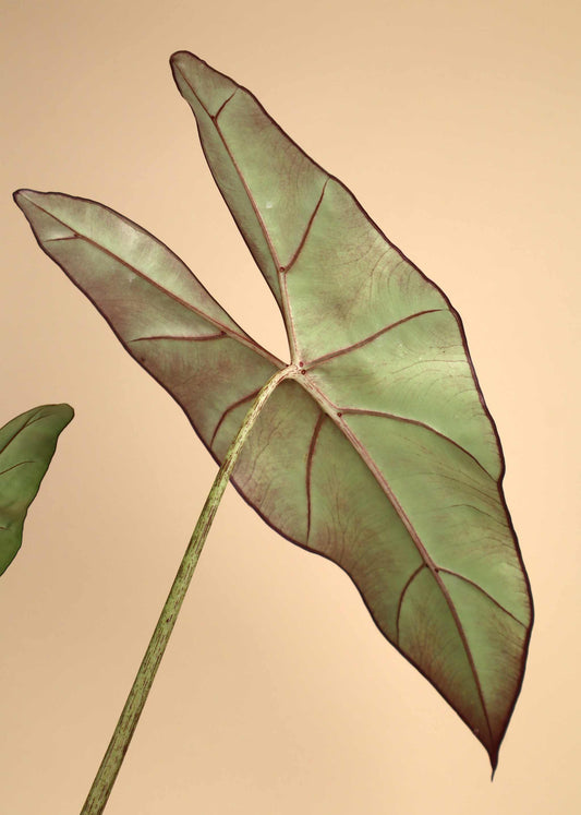 Alocasia princeps 'Purple Cloak'