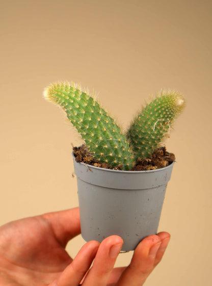 Hildewintera colademononis - Apsvans Kaktus