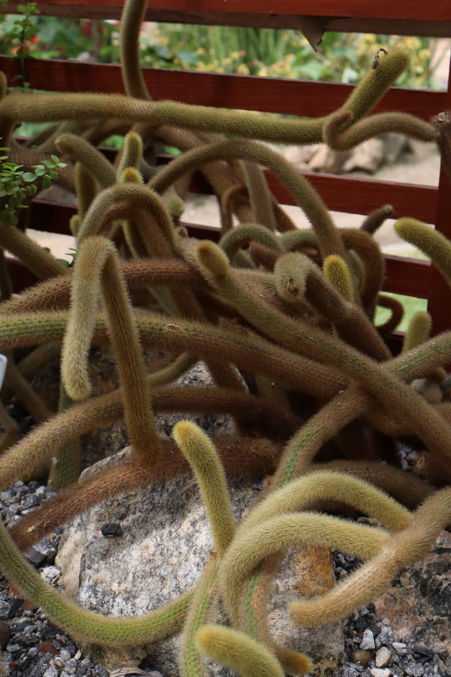 Hildewintera colademononis - Apsvans Kaktus