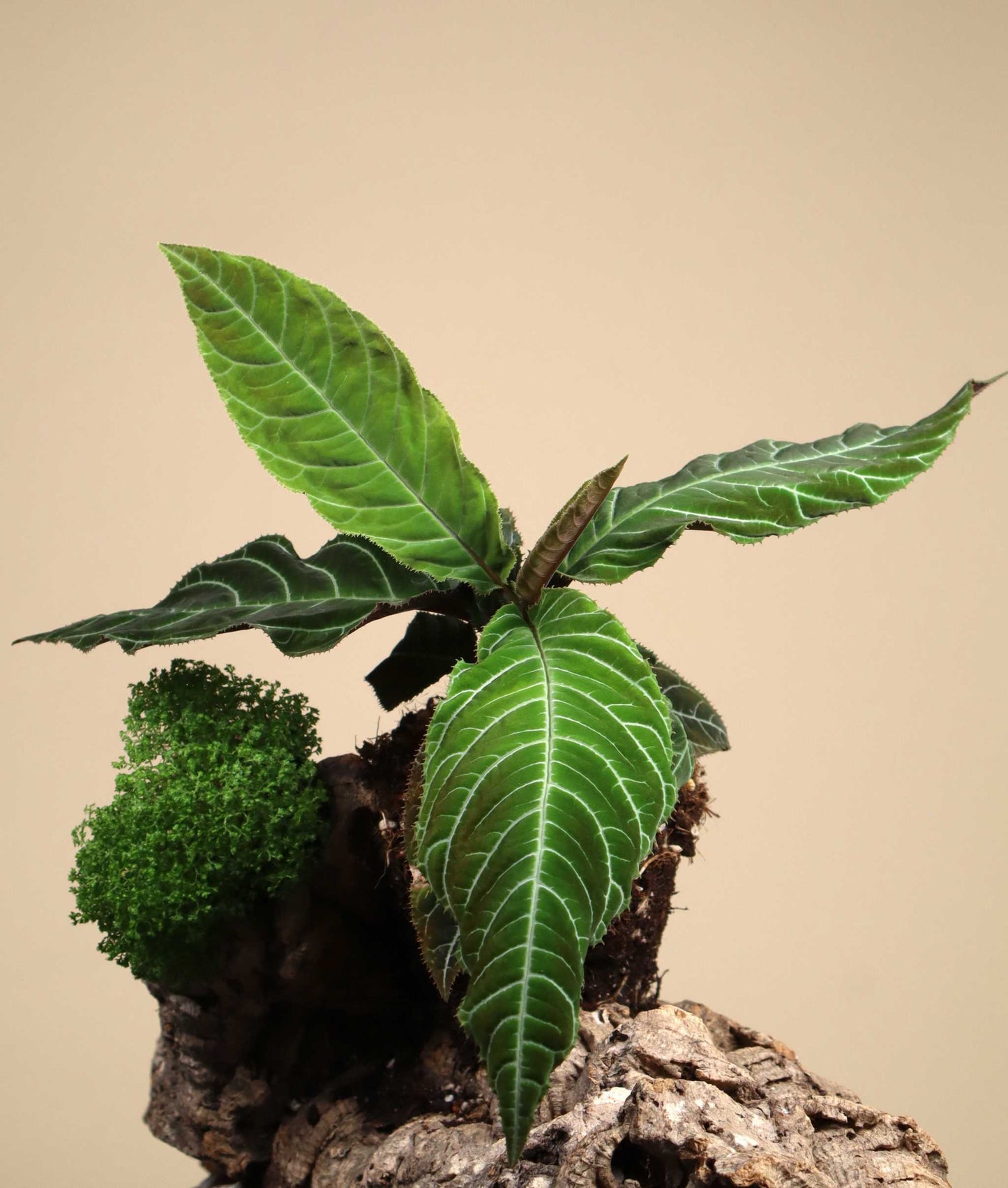 Ardisia gigantifolia