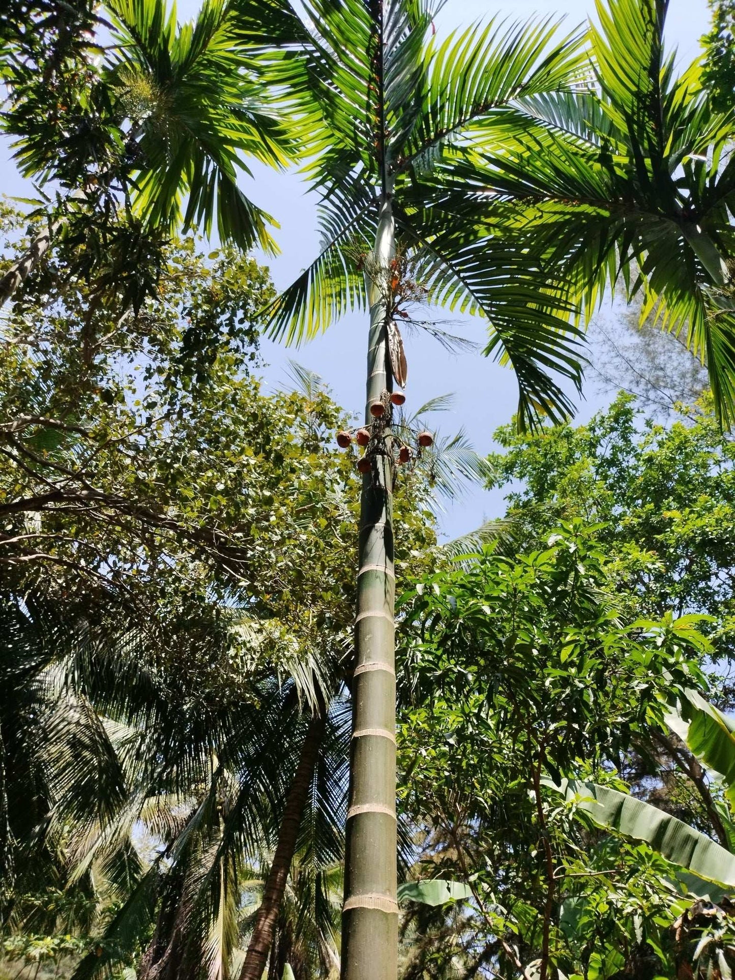 Areca catechu | Betelpalm