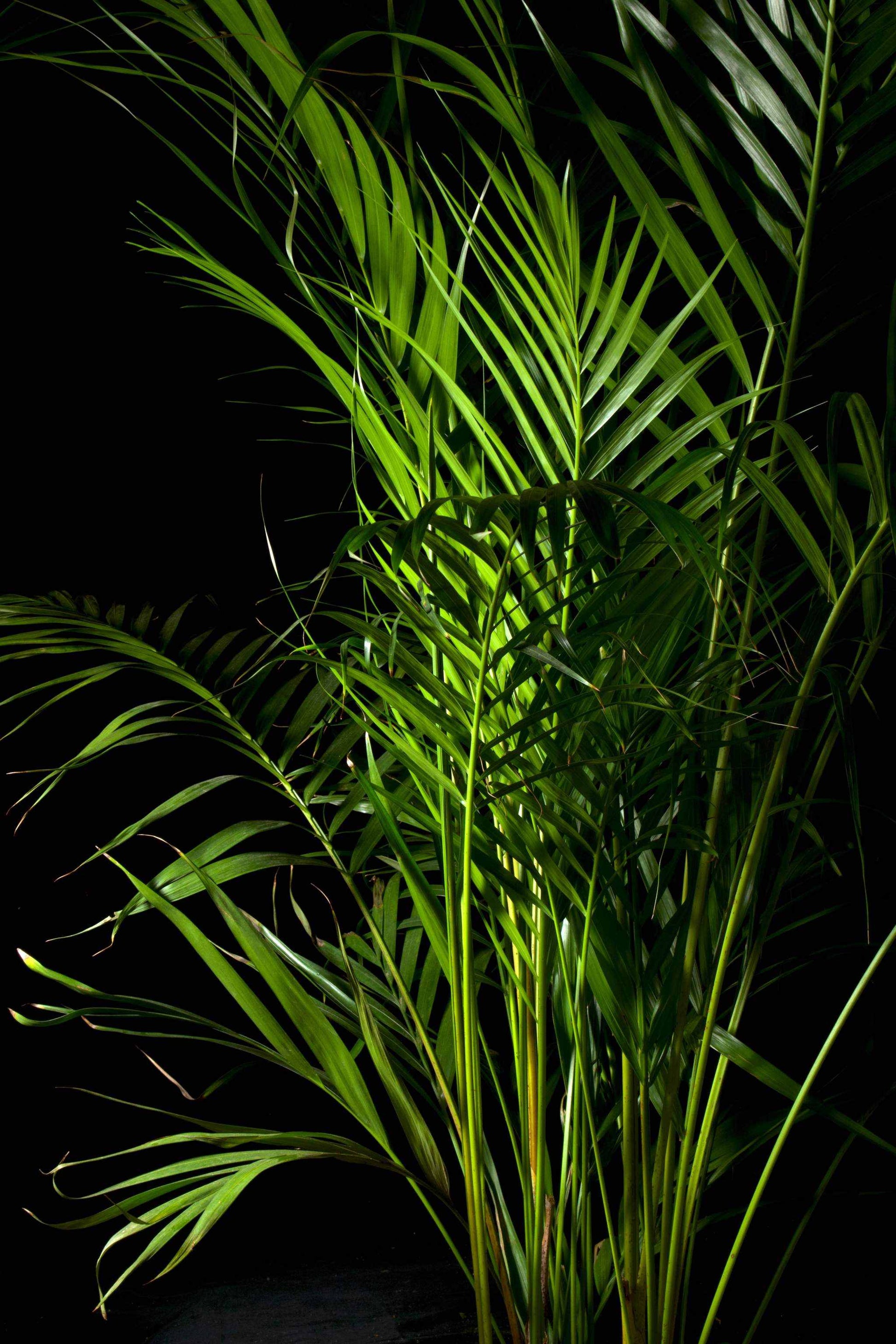 areca palm ireland Buy Dypsis lutescens | Tropical Potted Plants Online
