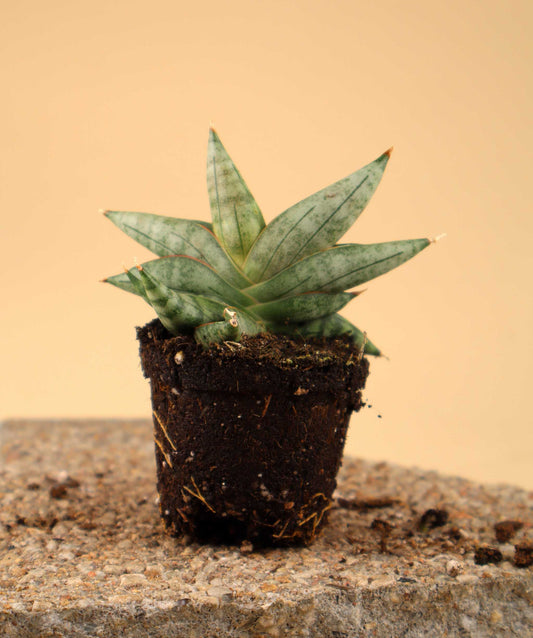 Sansevieria 'Artistic Fan'
