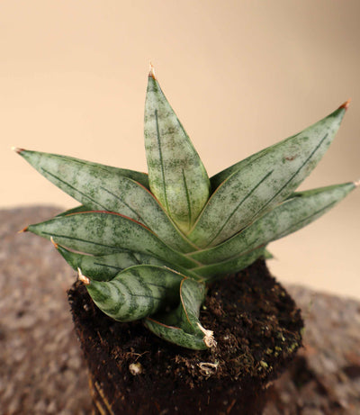 Sansevieria 'Artistic Fan'