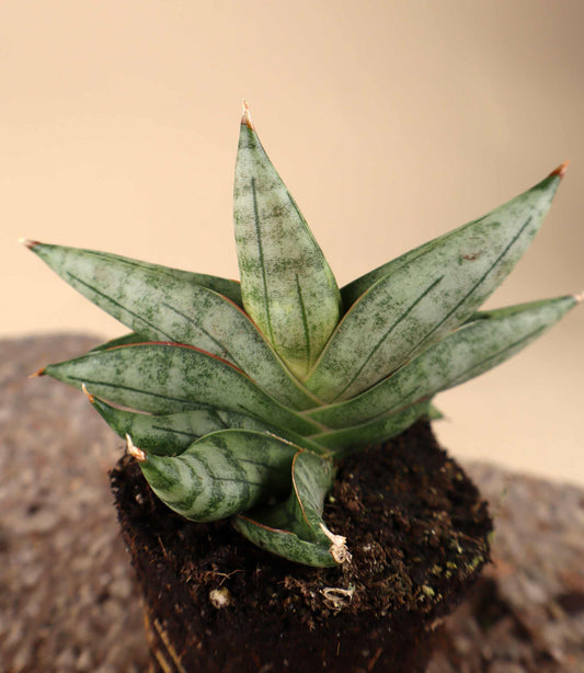 Sansevieria 'Artistic Fan'