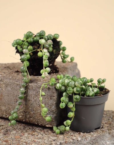 Senecio variegata | Ärtor på tråd, variegerad