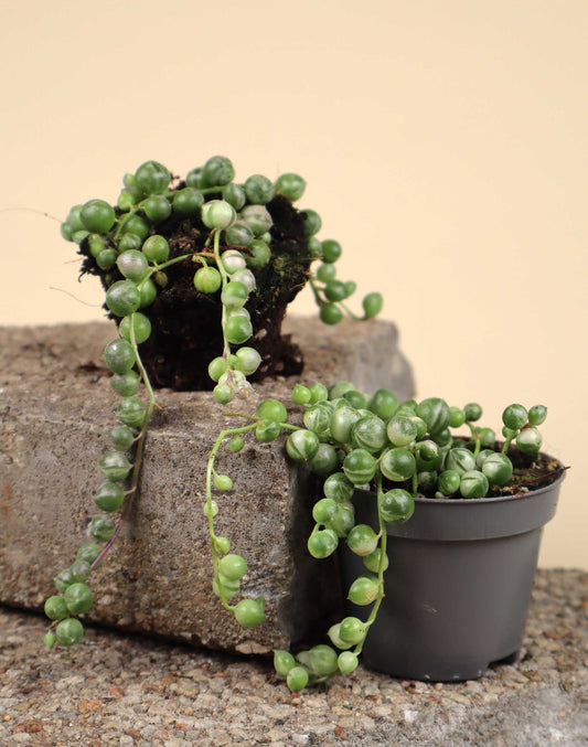 Senecio variegata | String of Pearls, variegated