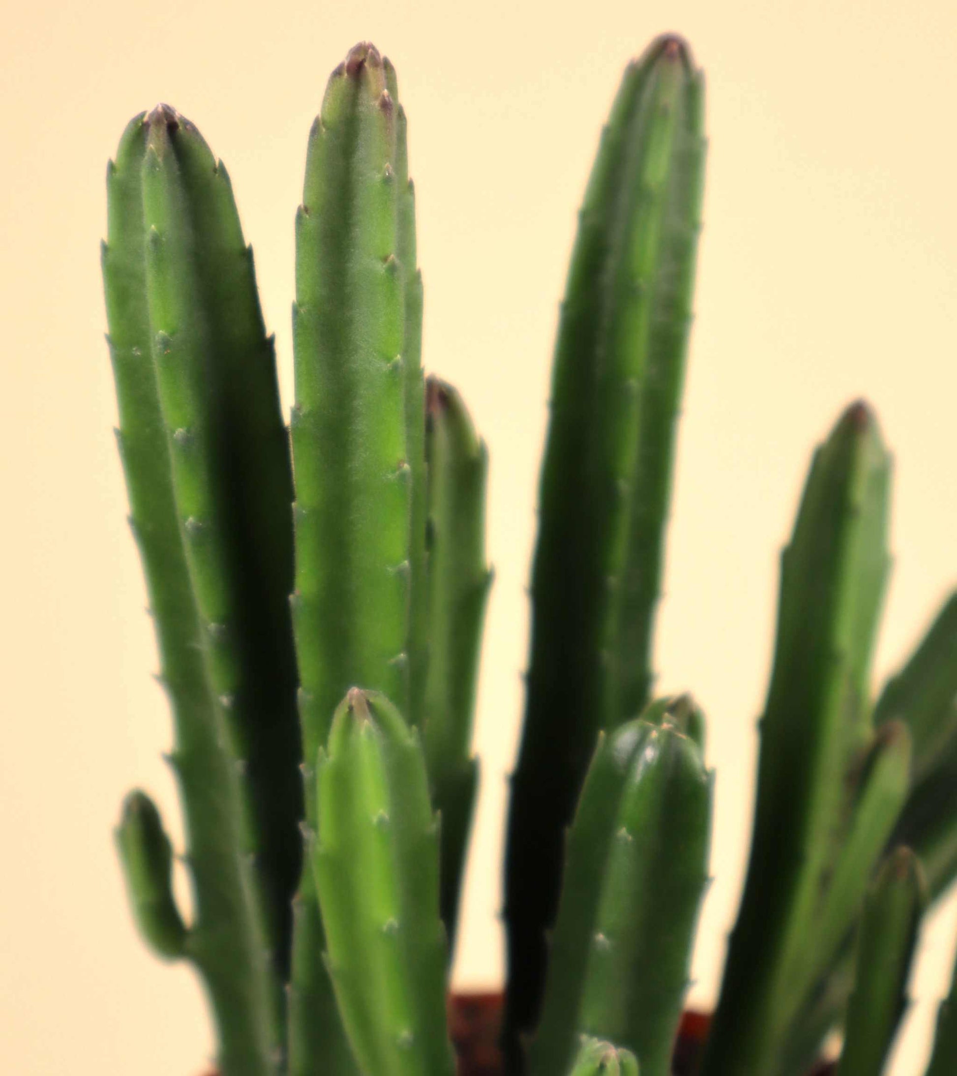 Stapelia leendertziae 'Asblomma'