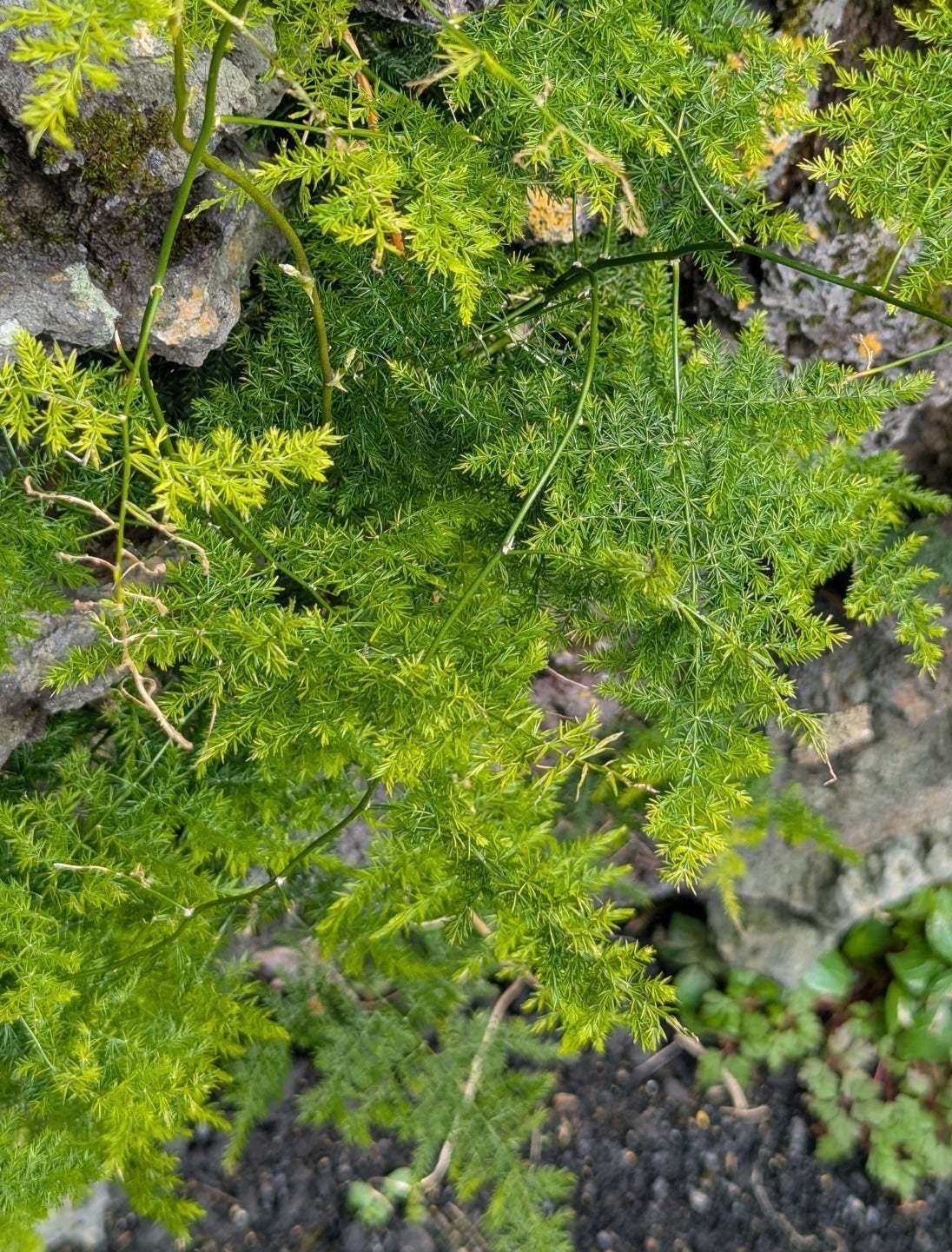 Asparagus fern "Asparagus setaceus"