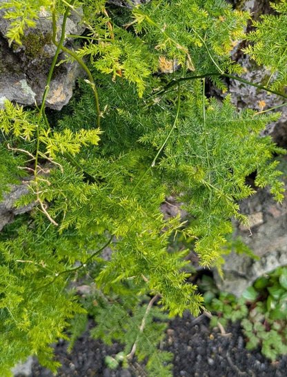 Asparagus fern "Asparagus setaceus"