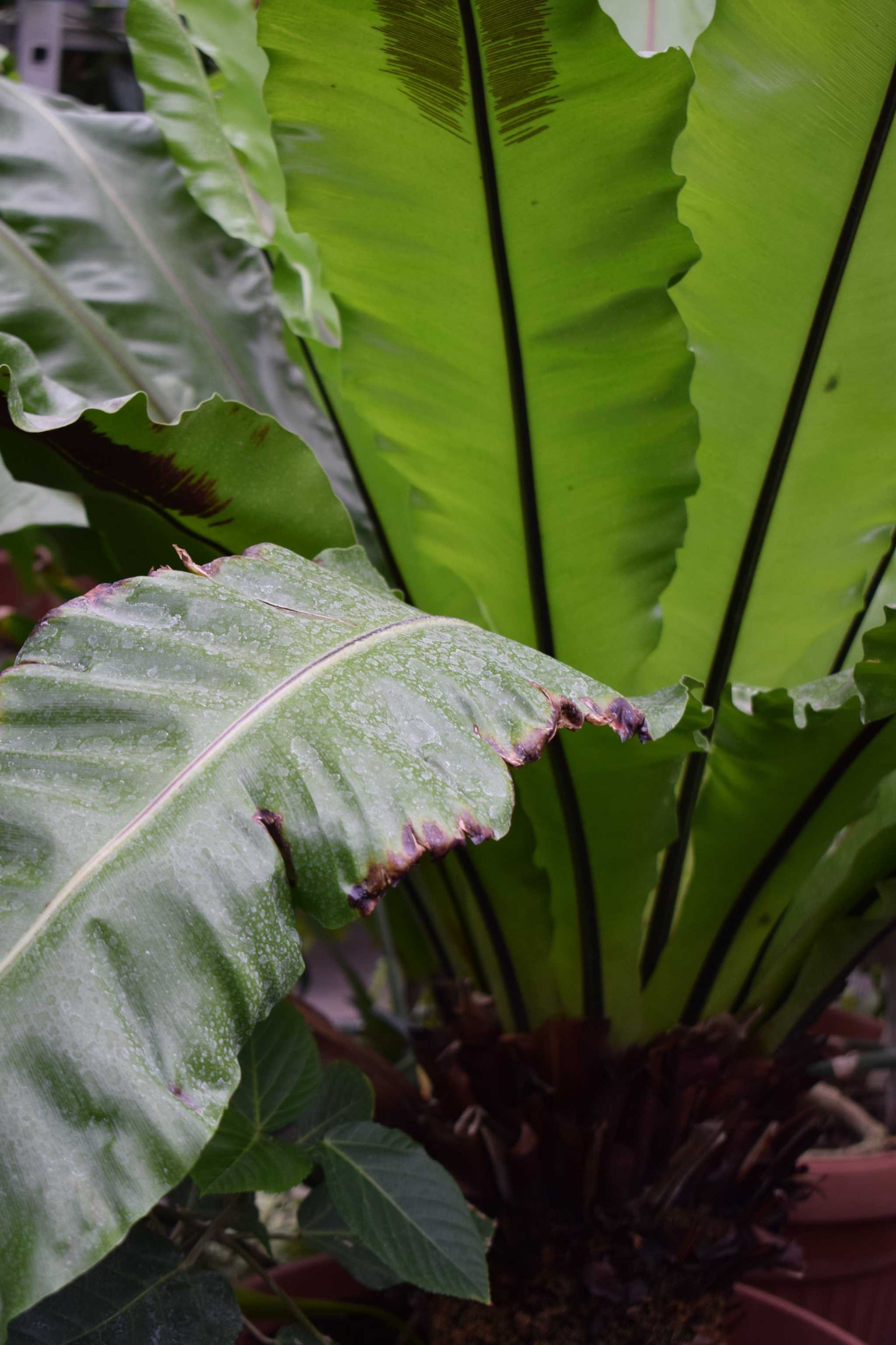 Asplenium nidus | Fågelbobräken