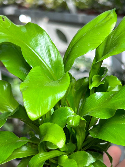 Asplenium nidus | Vogelaugenfarn