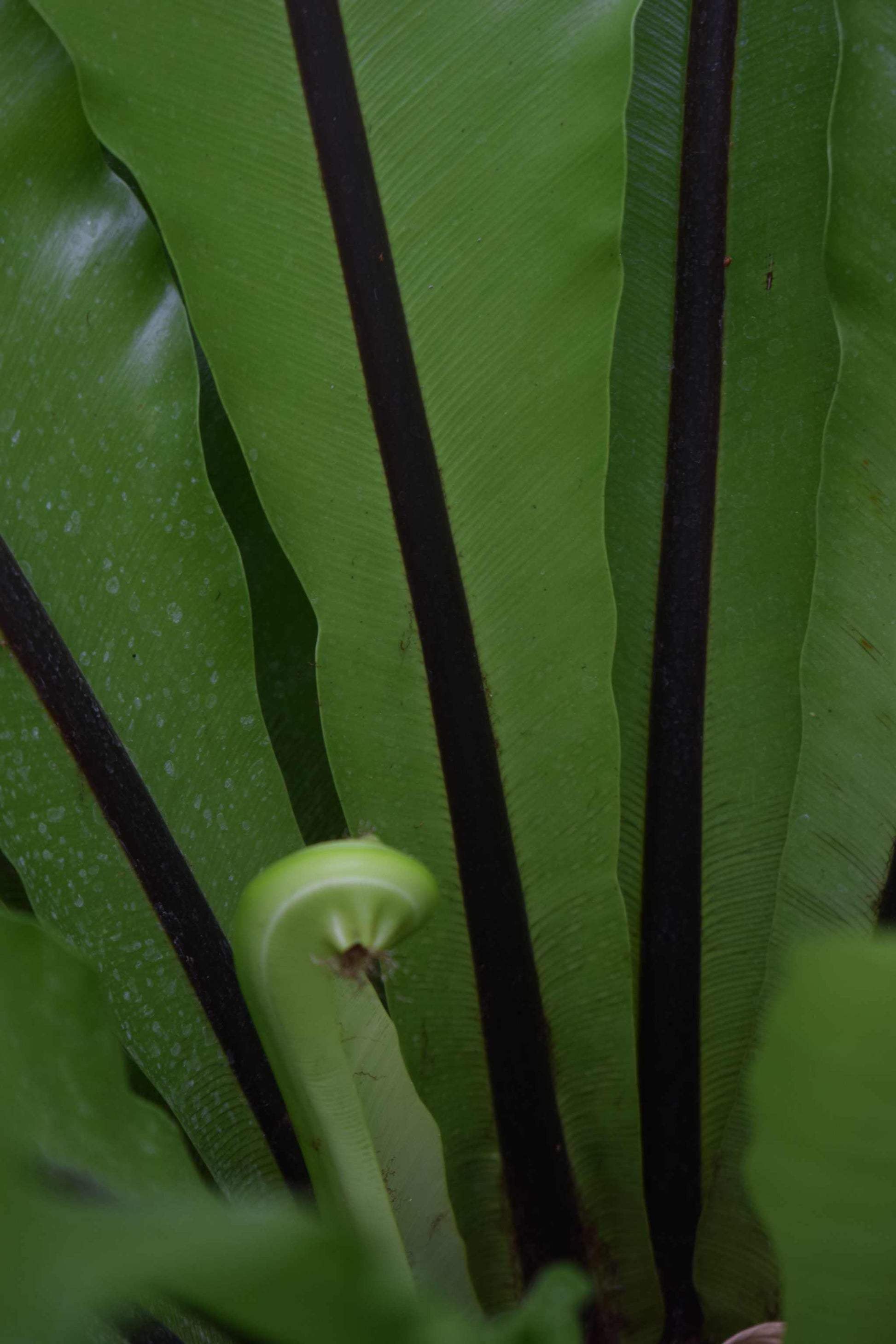 Asplenium nidus | Fågelbobräken