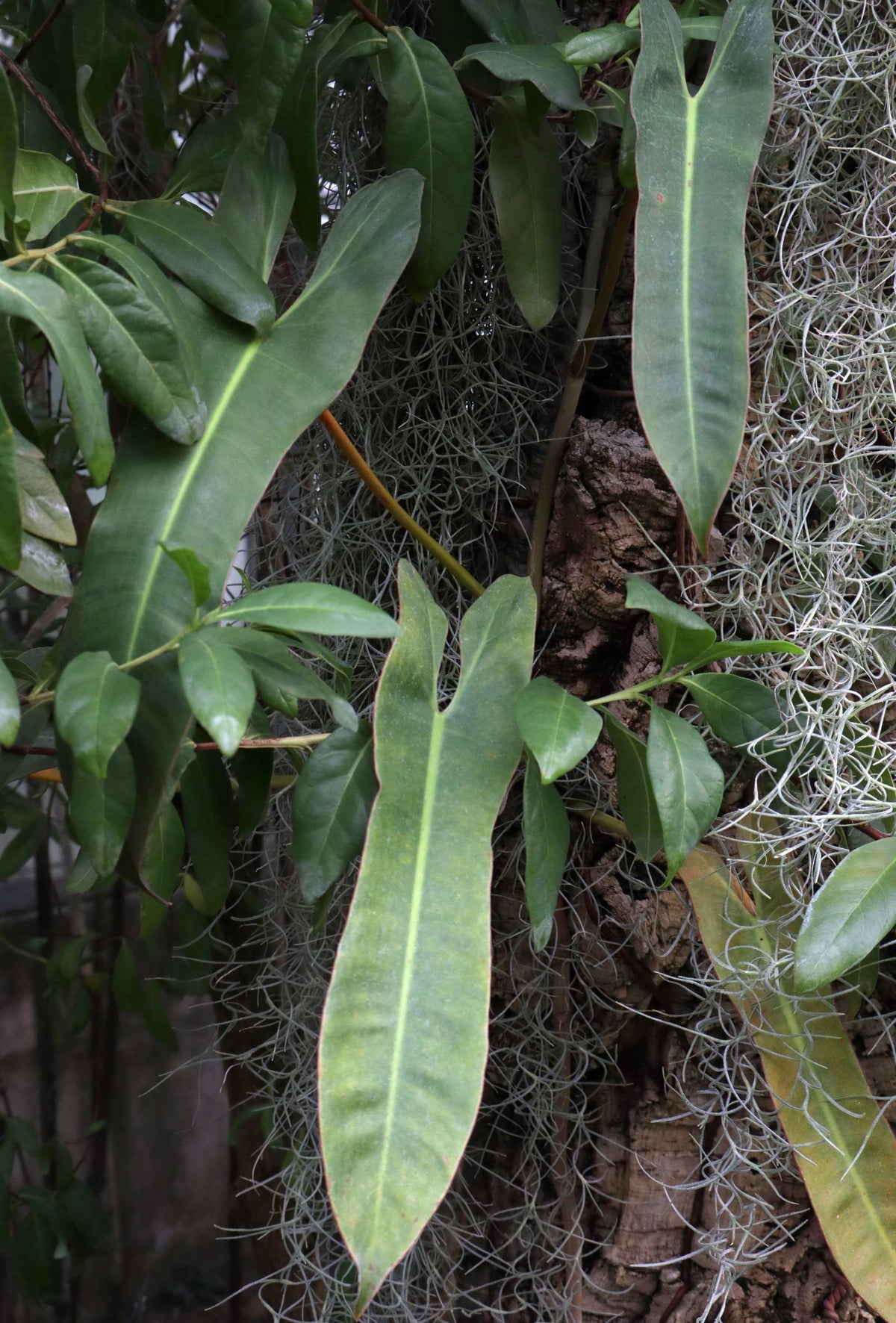 Philodendron atabapoense