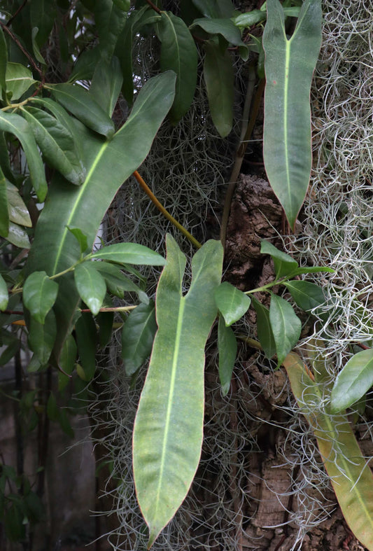 Philodendron atabapoense