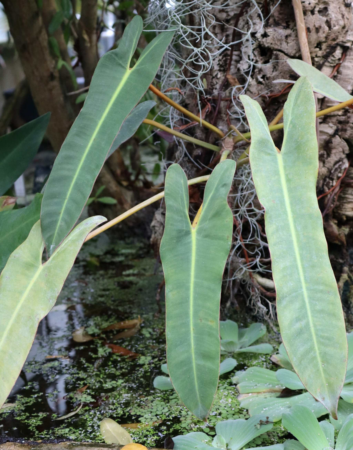Philodendron atabapoense