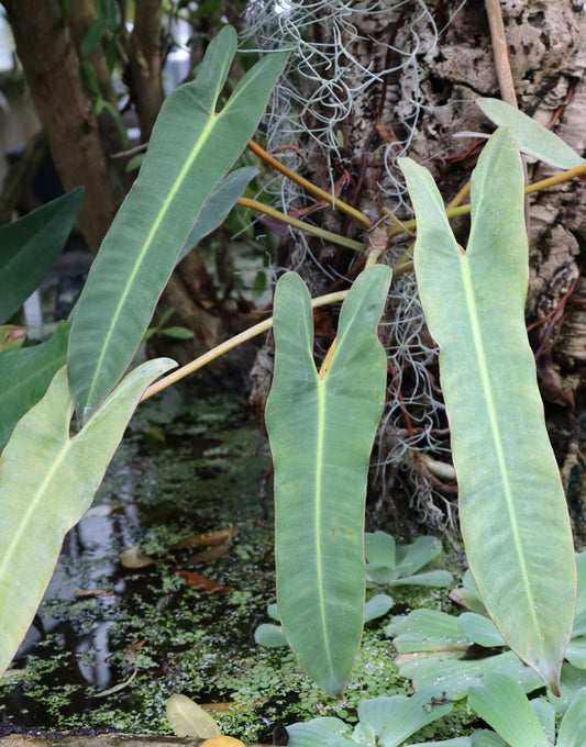 Philodendron atabapoense
