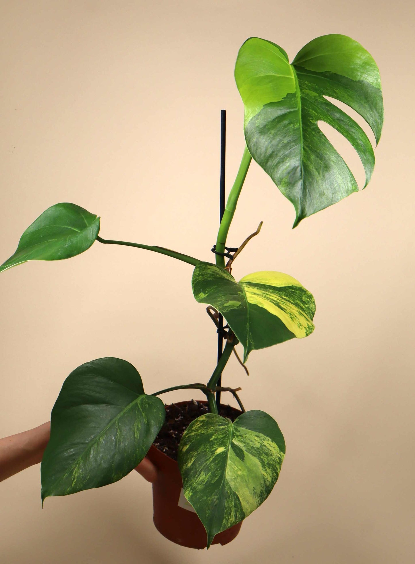 Monstera deliciosa Aurea (marmorata)