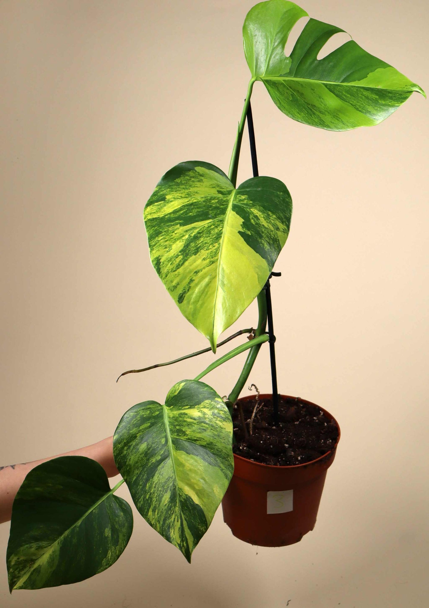 Monstera deliciosa Aurea (marmorata)