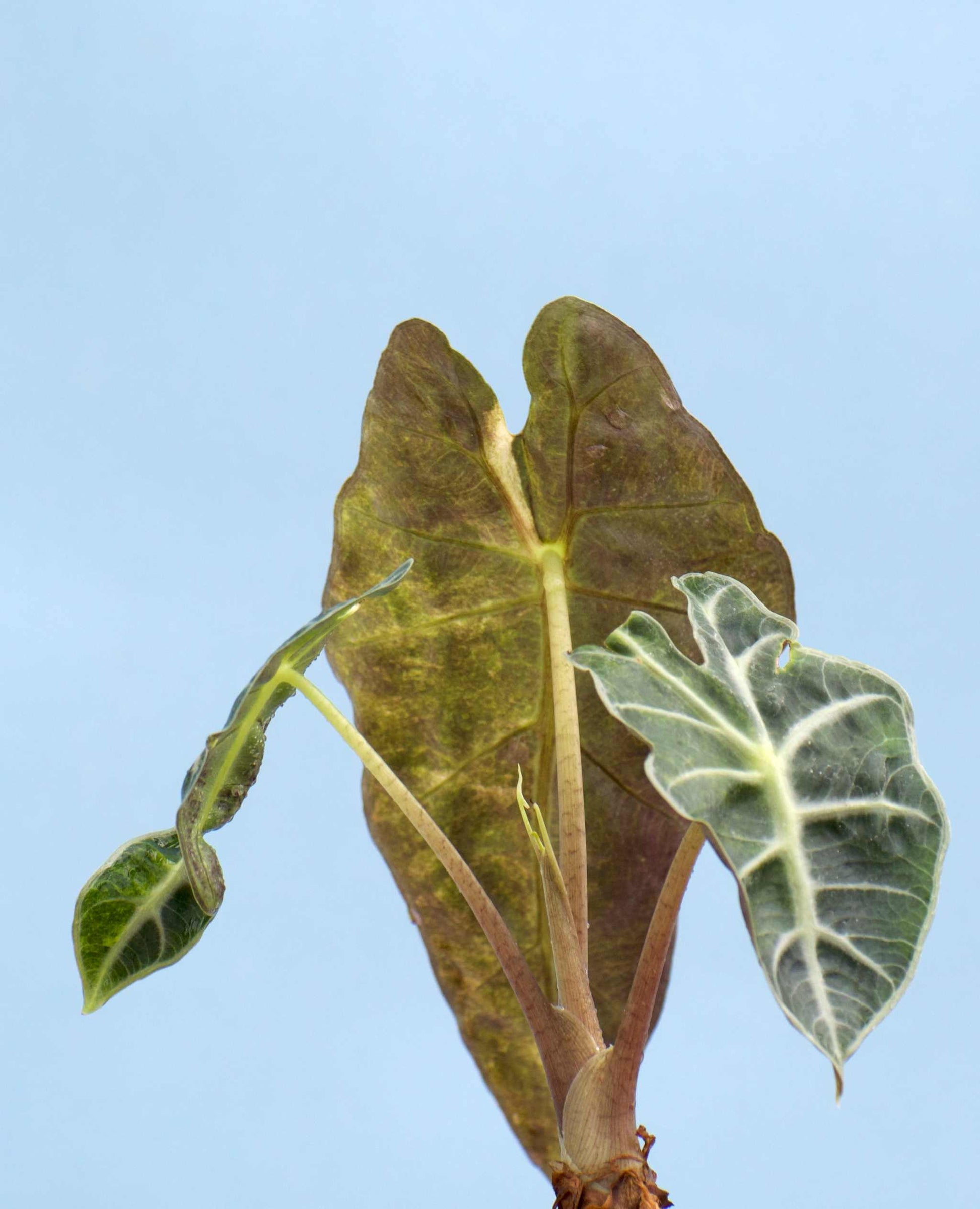 Alocasia Polly Aurea Variegata