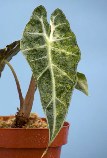 Alocasia Polly Aurea Variegata