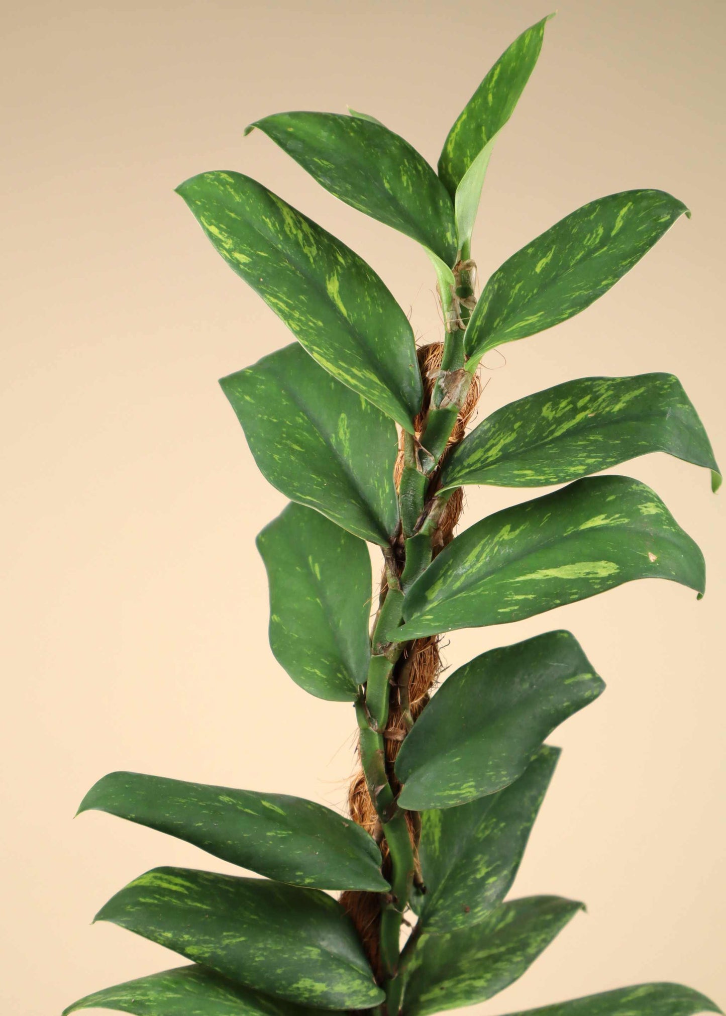 Rhaphidophora elliptica variegata (aurea)