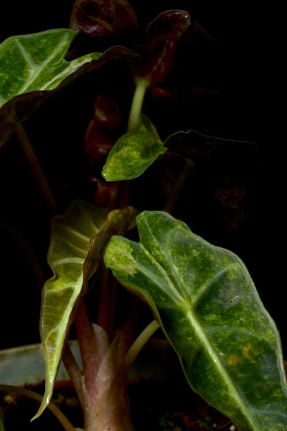 Alocasia Polly Aurea Variegata