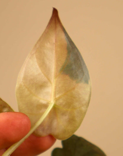 Alocasia wentii aurea variegata
