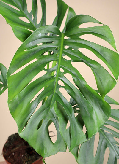 Monstera 'Aussie Dream'