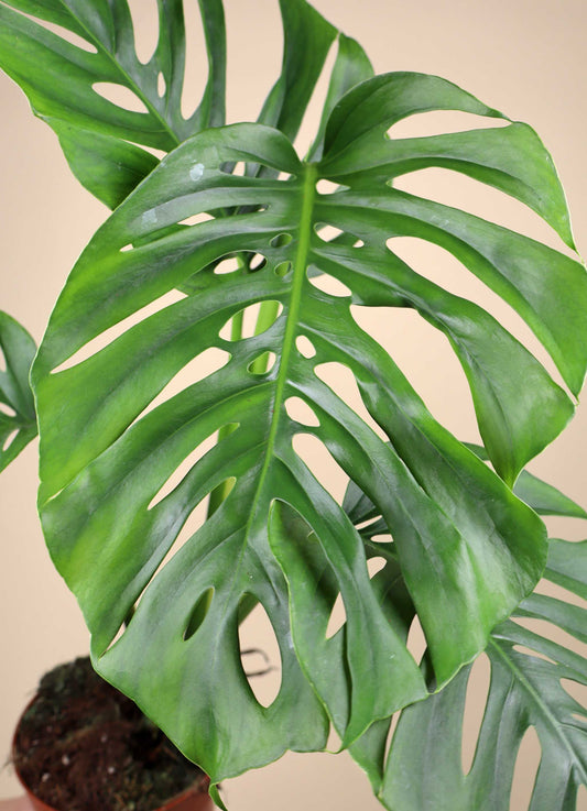 Monstera 'Aussie Dream'
