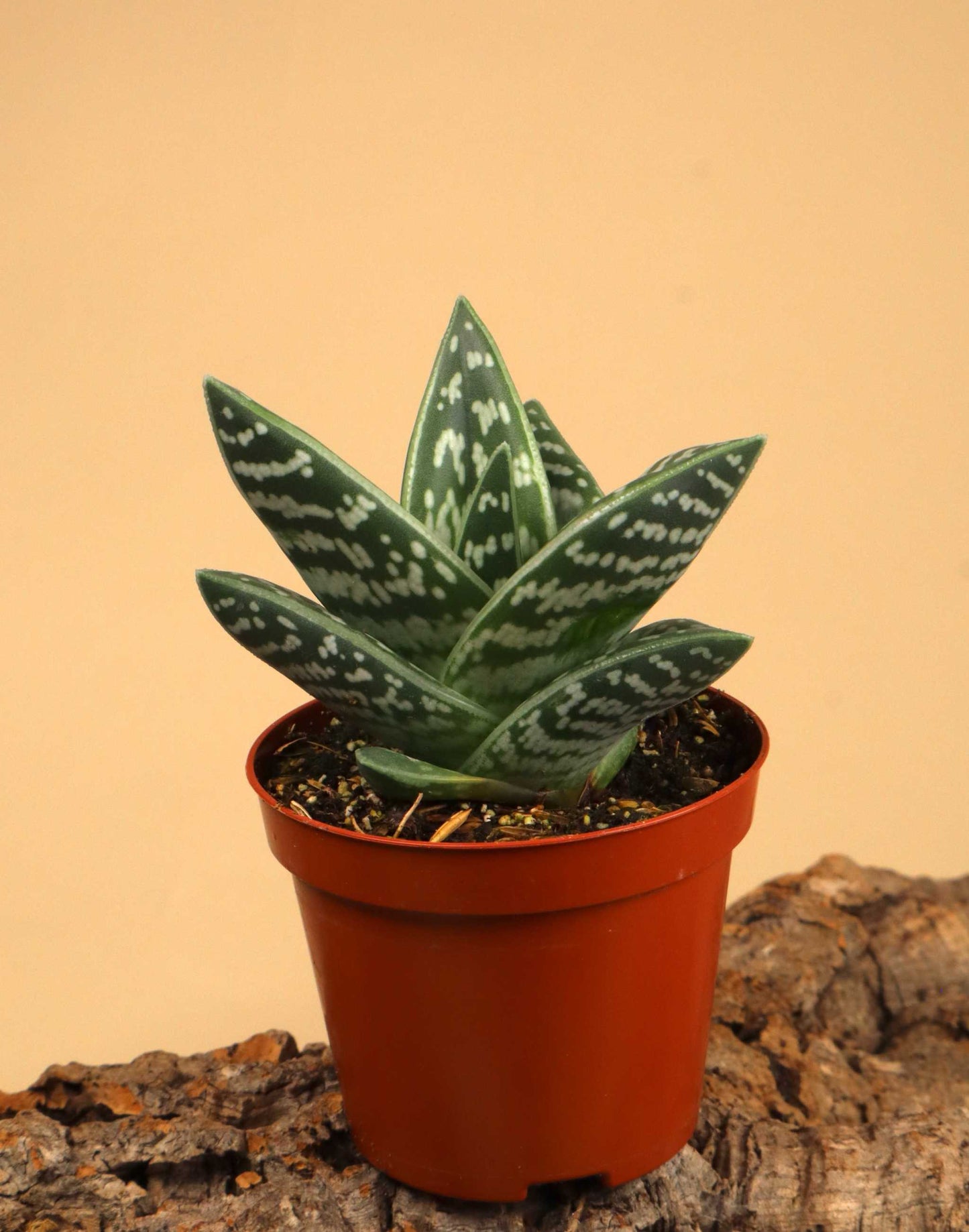 Sebra-aloe | Aloe variegata