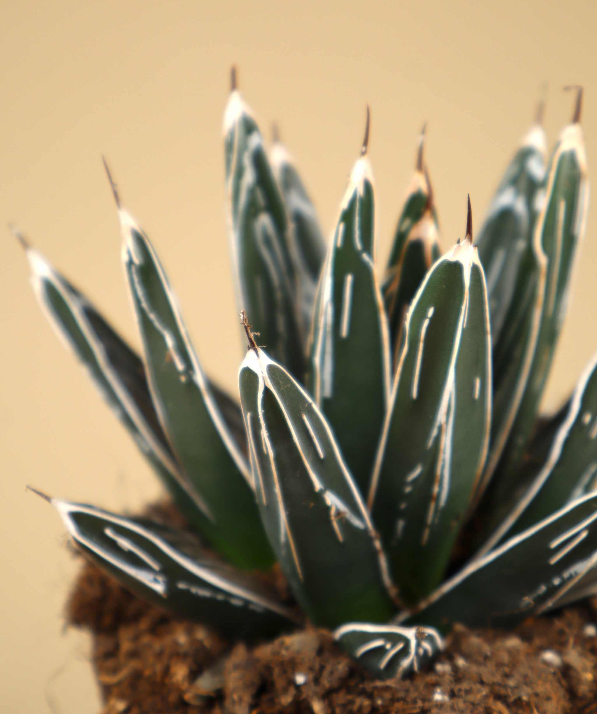 Agave victoriae-reginae | Buy Unusual Plants Online | Care