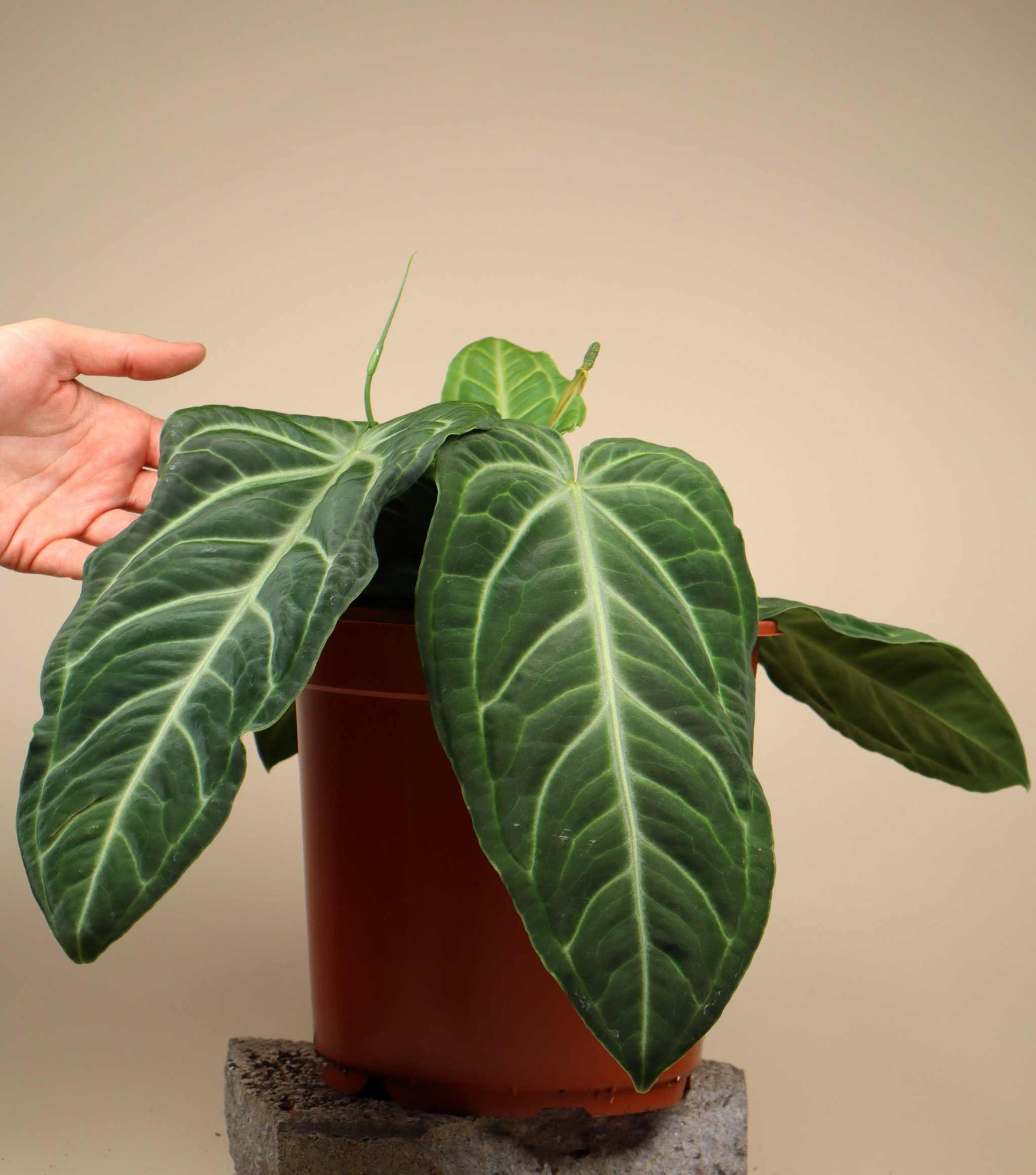 anthurium villenaorum Anthurium Villenaorum For Sale