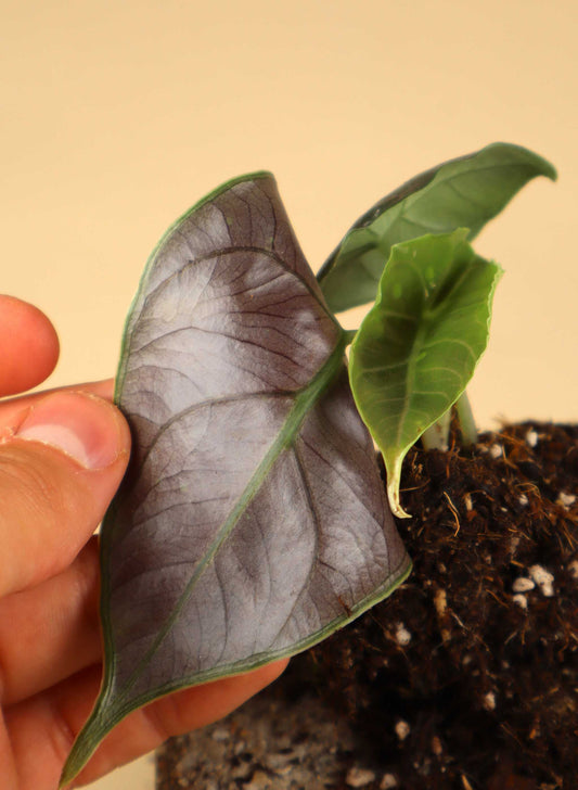 Alocasia azlanii