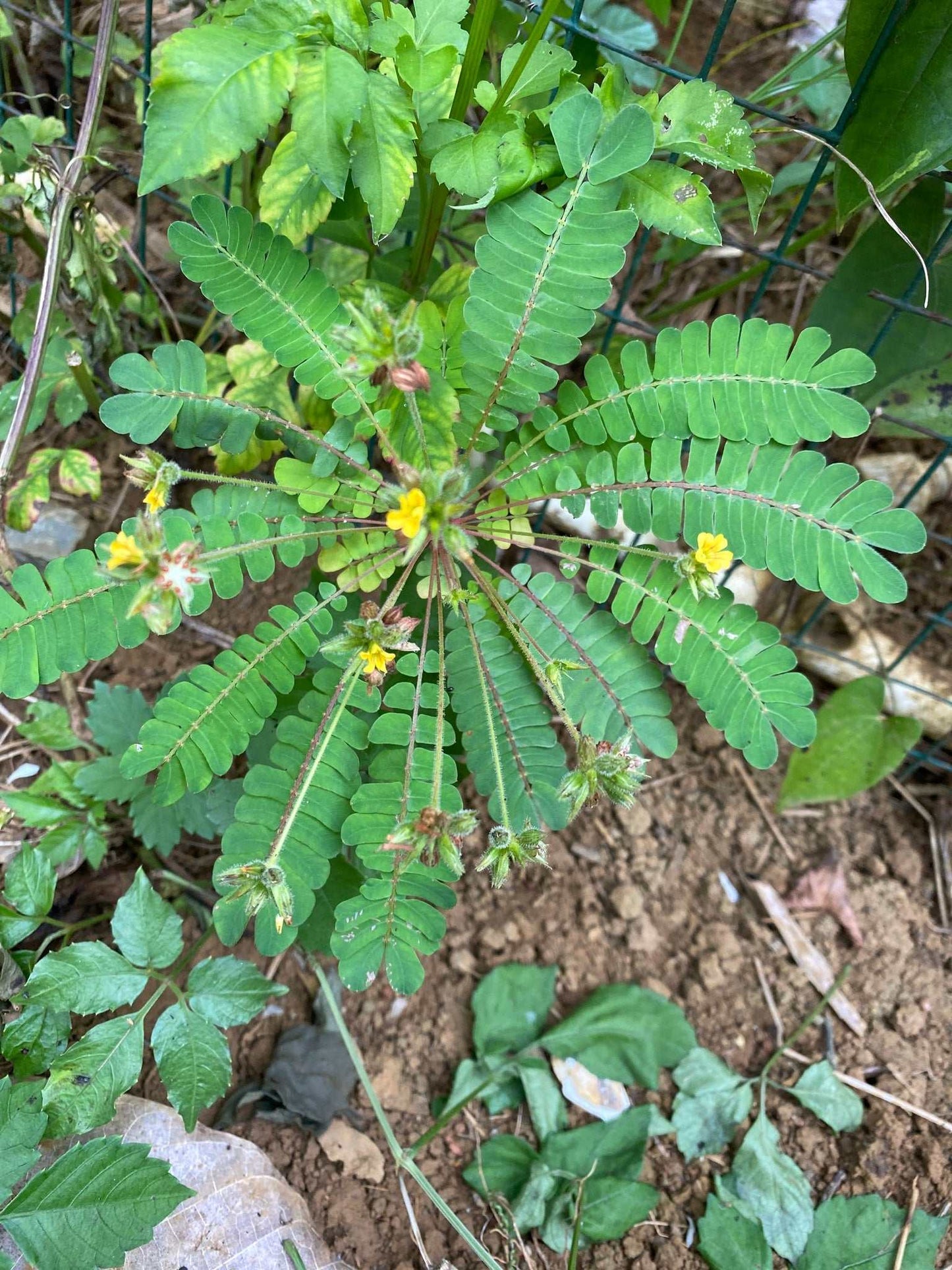 Biophytum sensitivum | Miniature palm