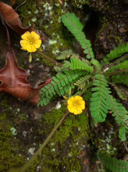 Biophytum sensitivum | Miniature palm