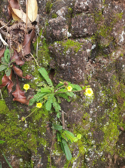 Biophytum sensitivum | Miniature palm