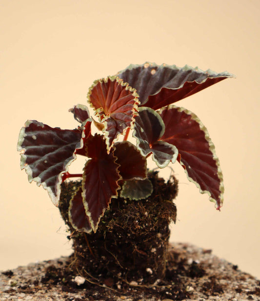 Begonia darthvaderiana 'Green Spot'
