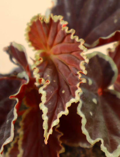 Begonia darthvaderiana 'Green Spot'
