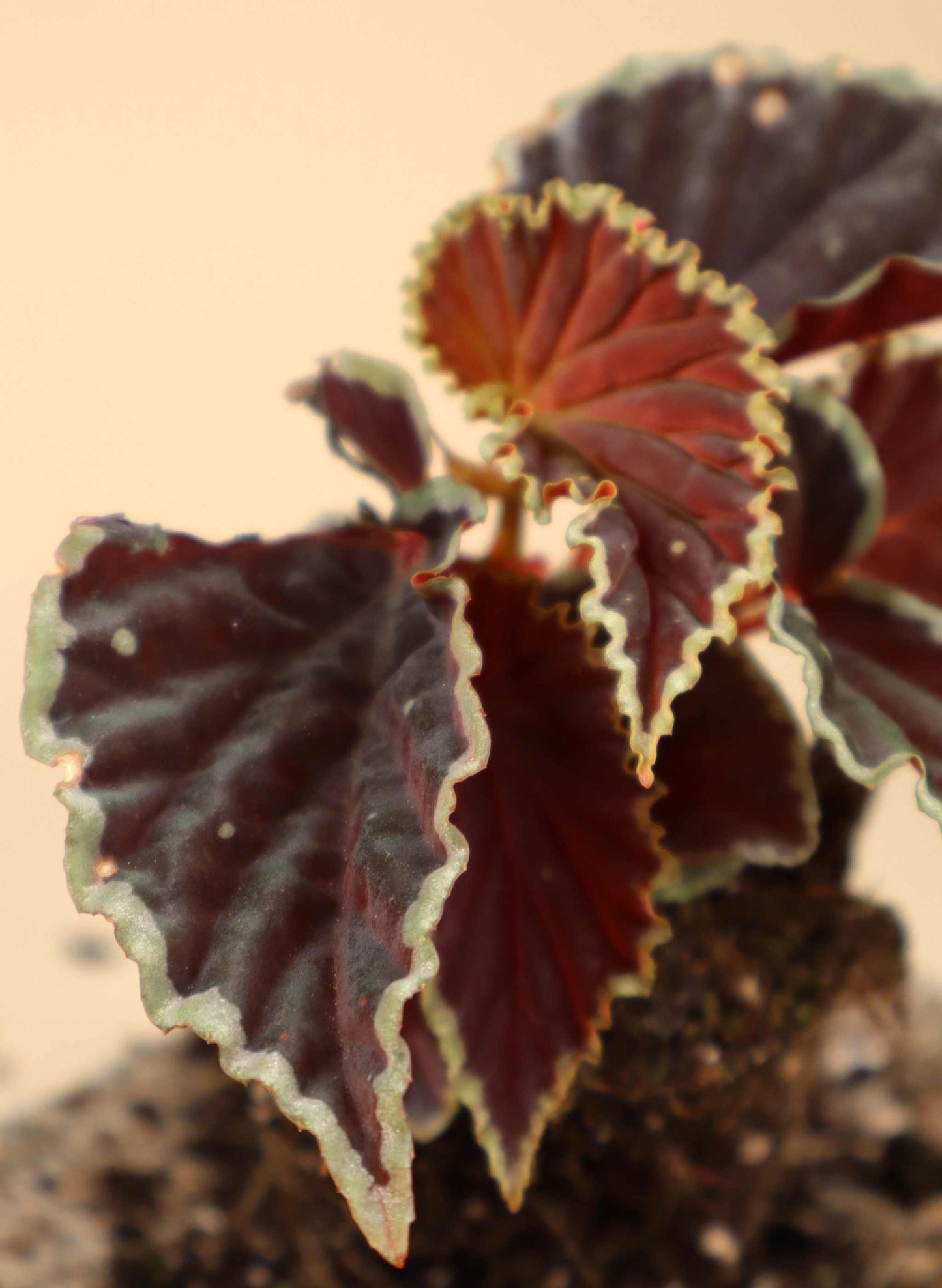 Begonia darthvaderiana 'Green Spot'