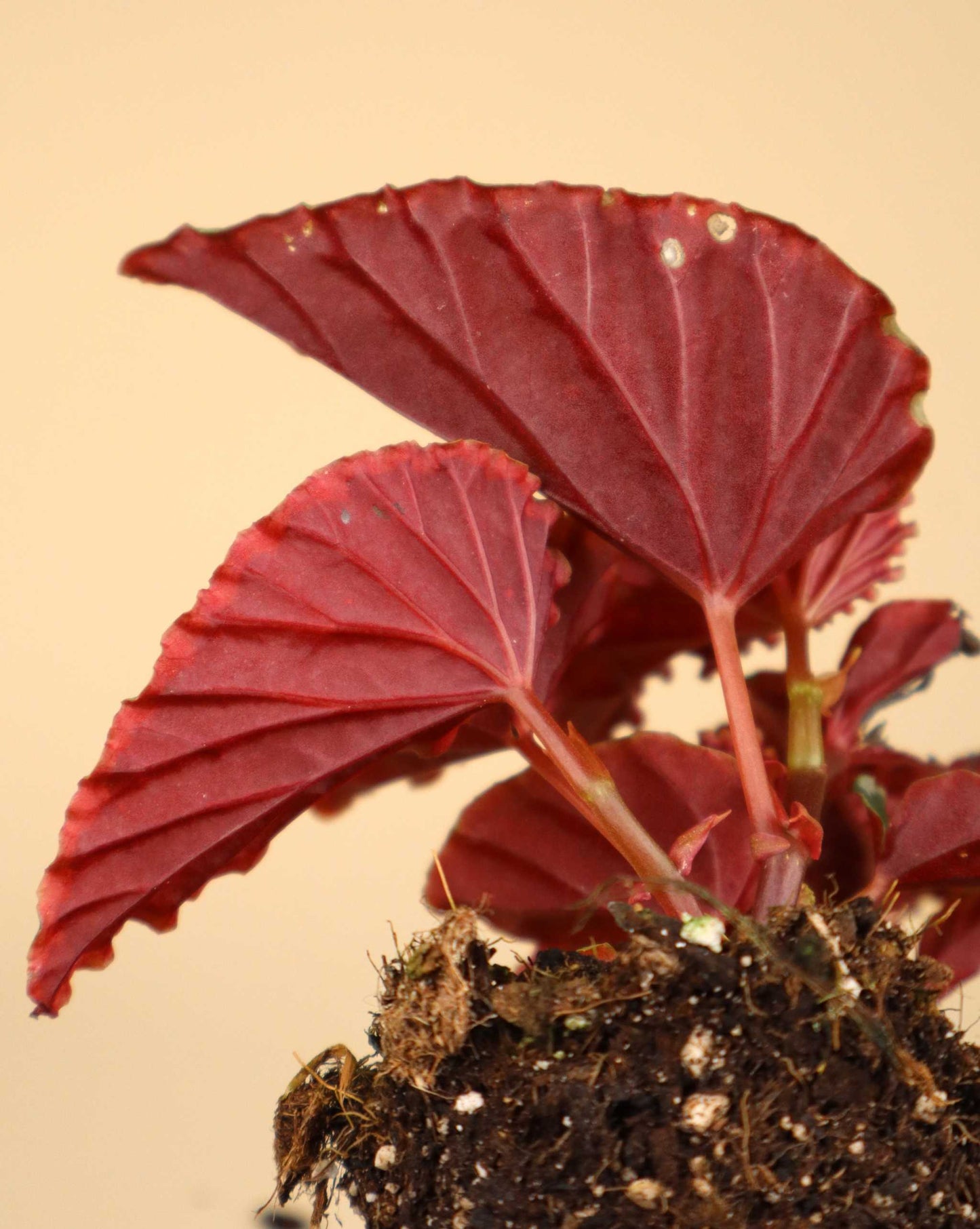 Begonia darthvaderiana 'Green Spot'